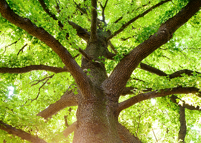 画像：サンプル